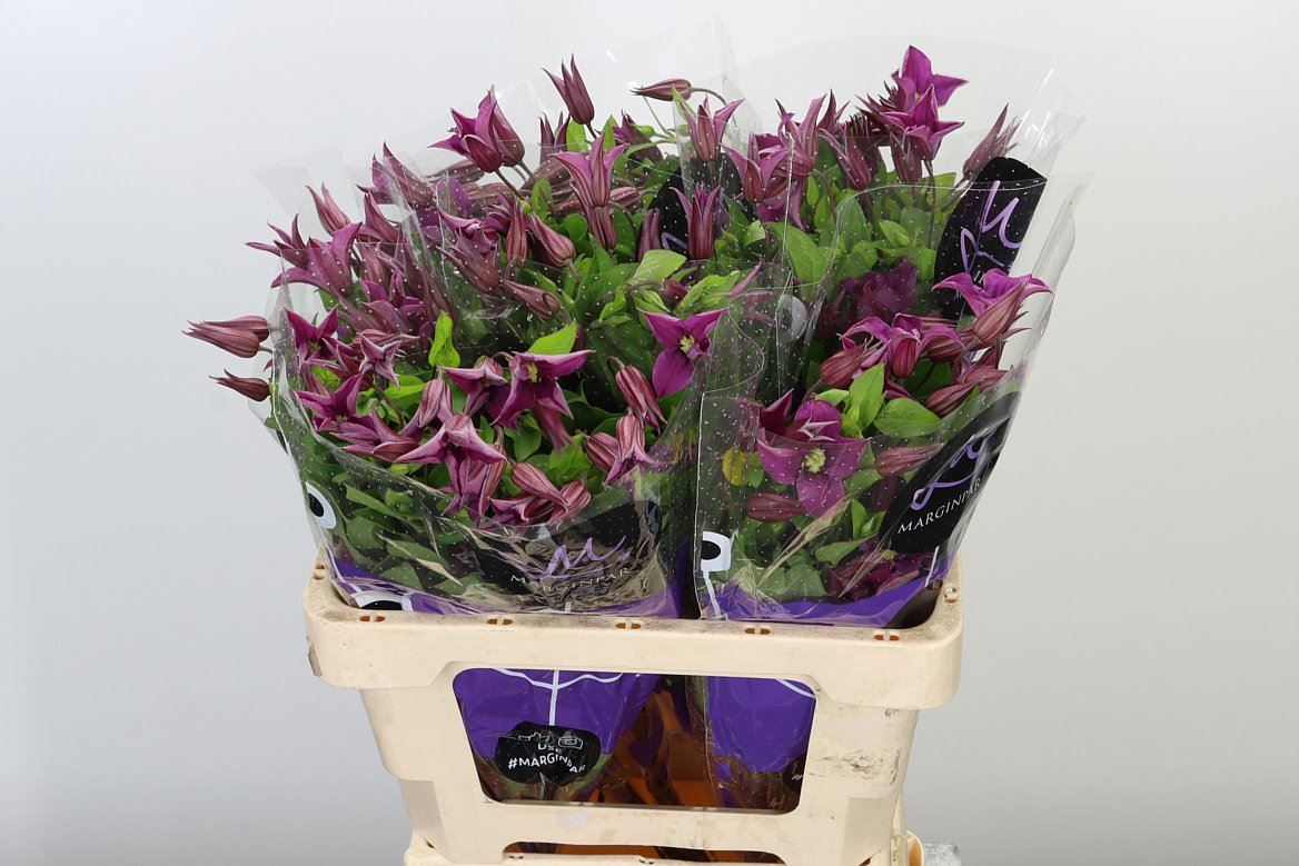 Clematis rosa Inspiration