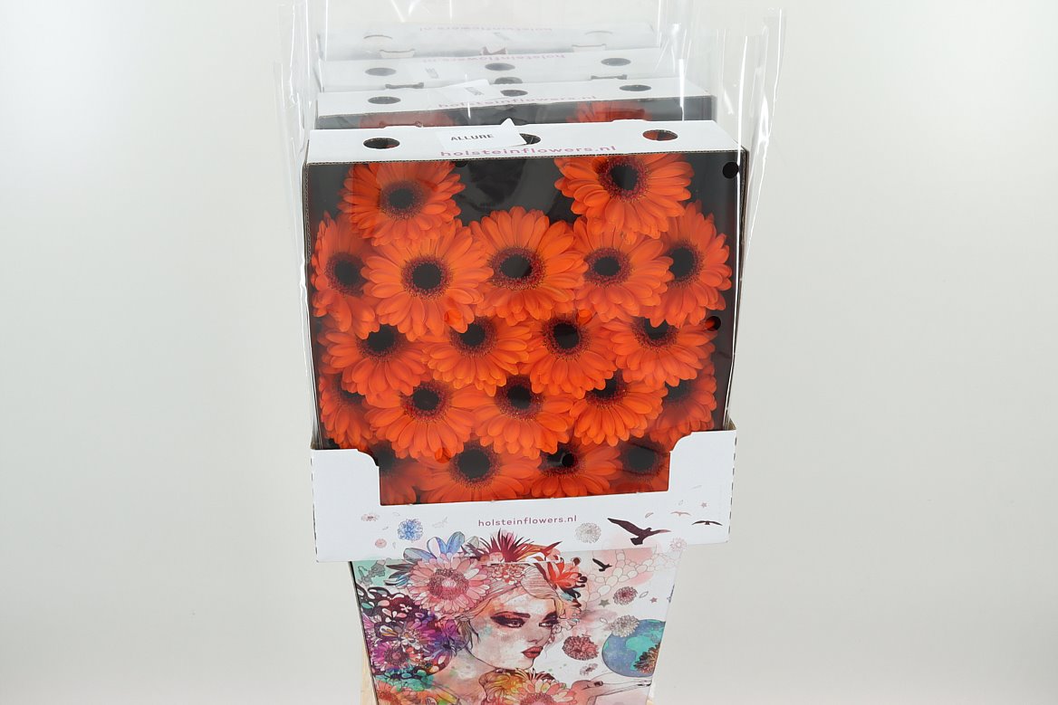 Germini Allure orange