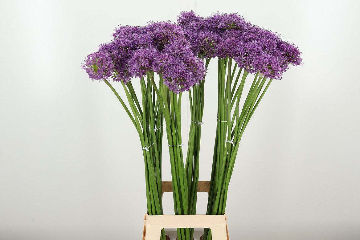 Allium Gladiator
