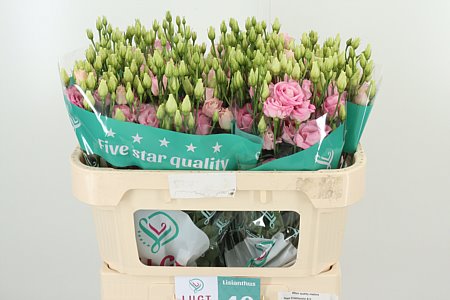 EUST G ROSITA BRIGHT PINK