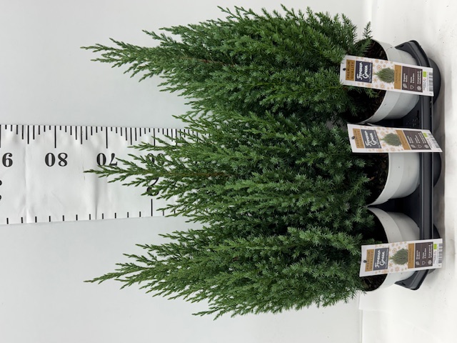 Juni Ch Stricta