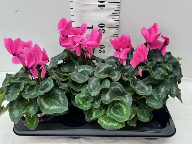 Cyclamen 13er rosa