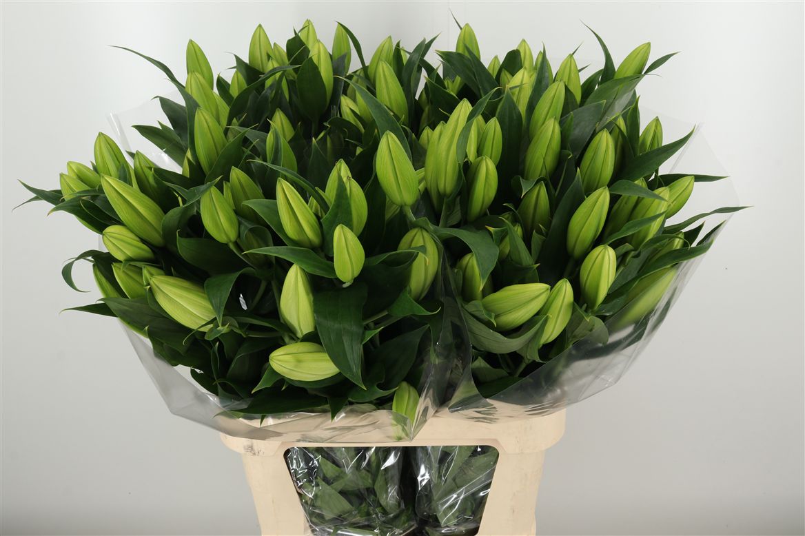 Lilien Oriental weiß