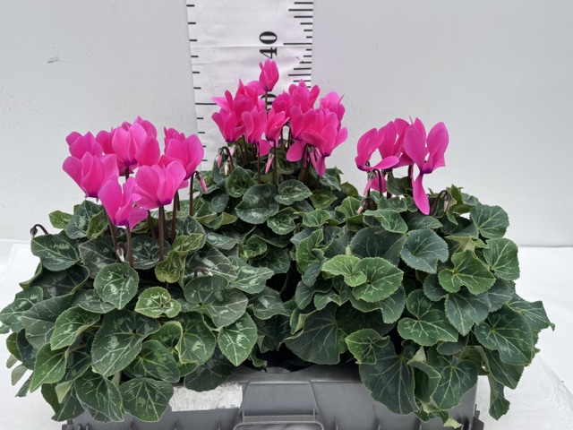 Cyclamen XXL rosa