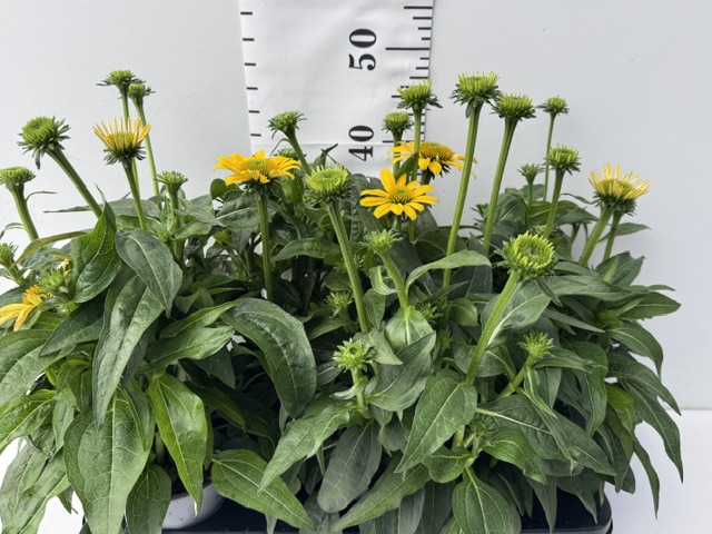Echinacea gelb