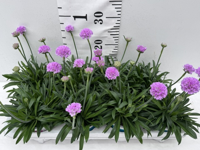 Armeria Dream rosa