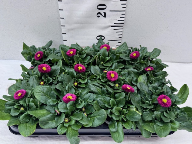 Bellis rot 9er