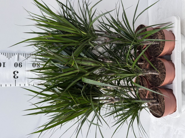 Dra Marginata