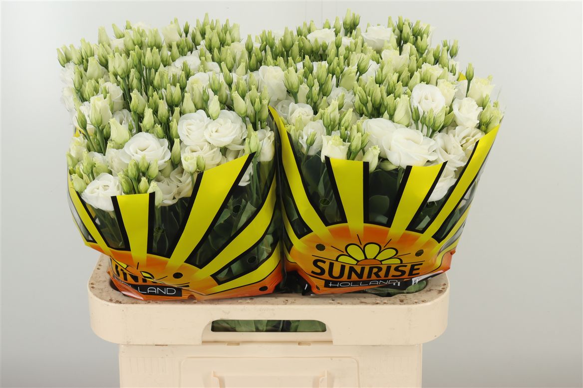 Lysianthus weiß gefüllt