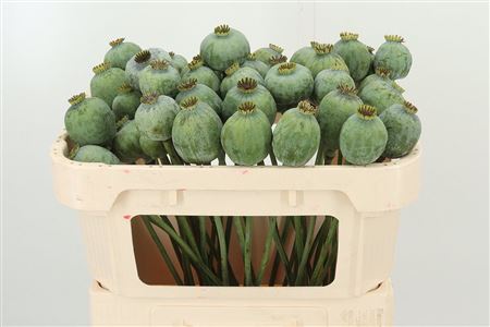 Mohn Kapseln