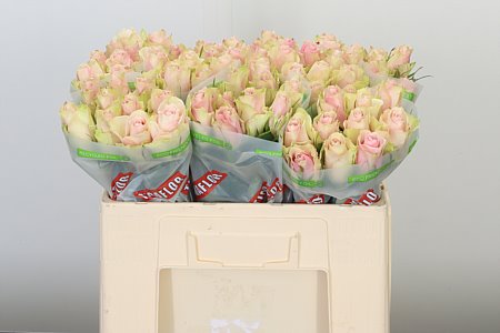 R Gr Pink Athena rosa