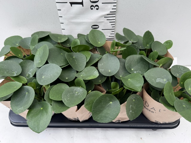 Pilea Peperomioides