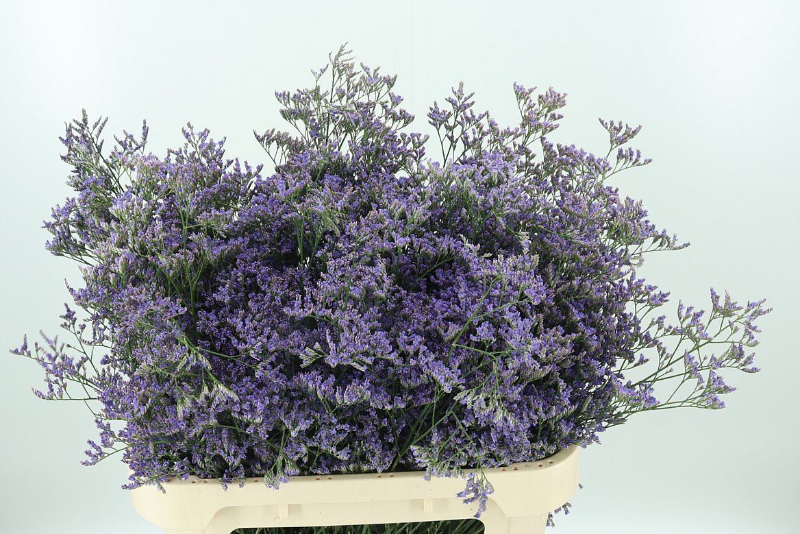 LIMON SAF CLASSIC BLUE