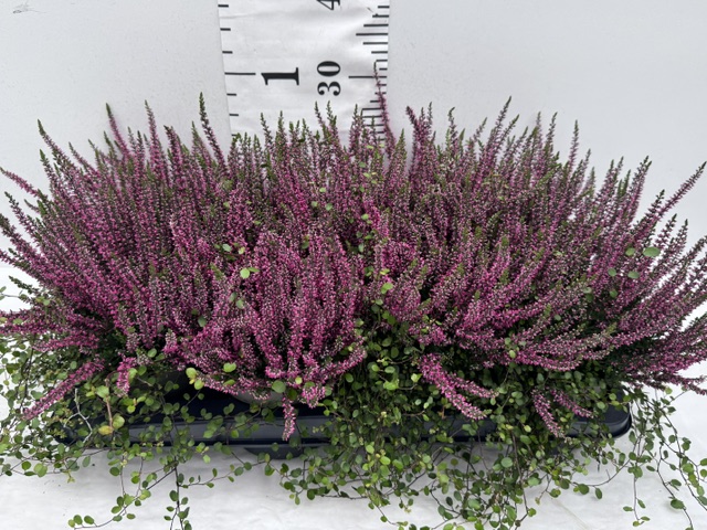 Callunen/Mühle rote Bl