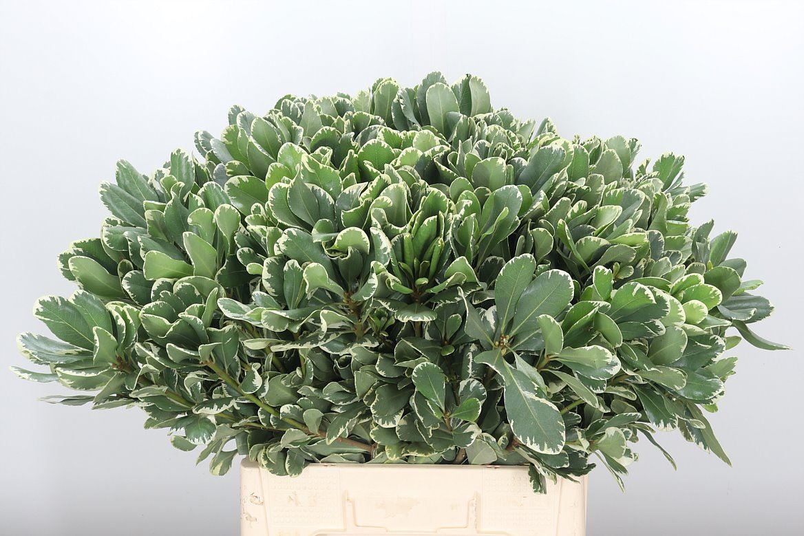 Pittosporum Israel