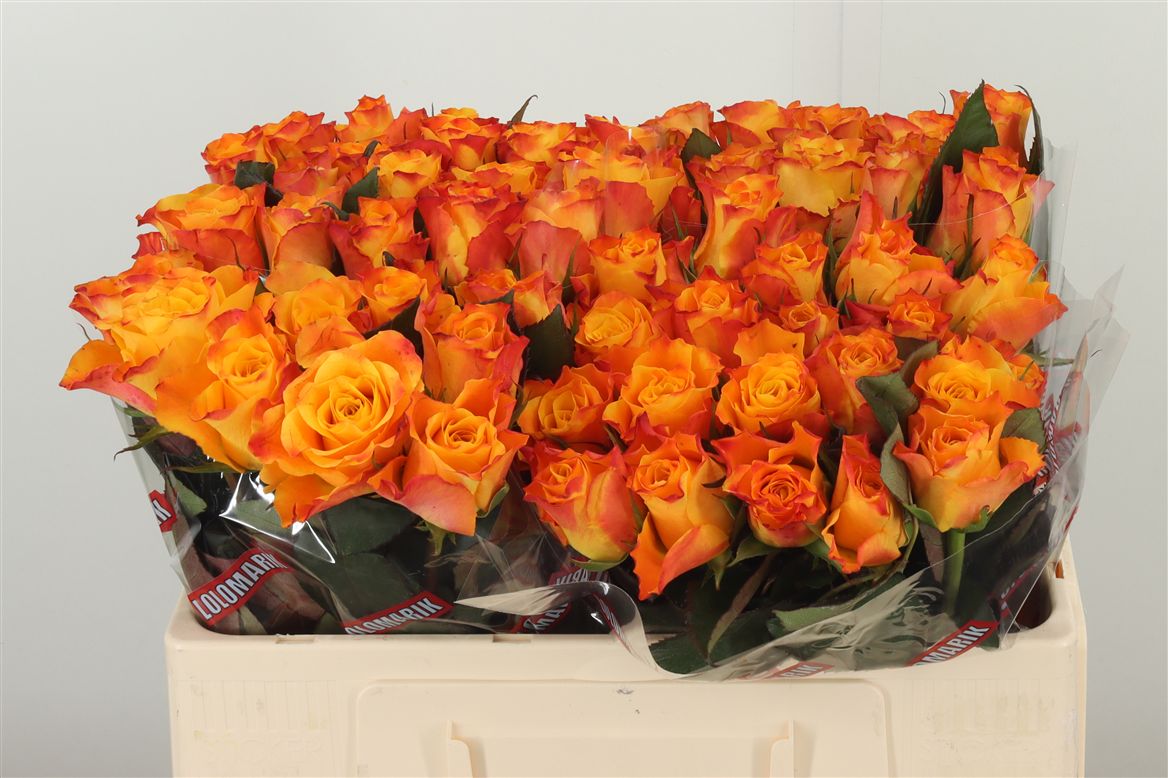 R Gr Marie-cl. orange