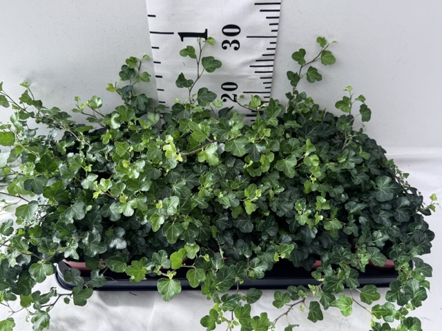 Hedera grün