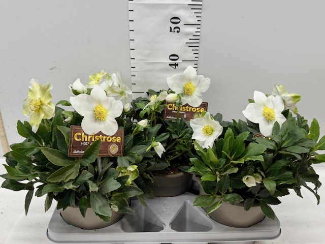Helleborus 21er