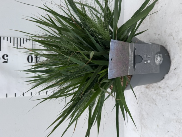 Eragrostis
