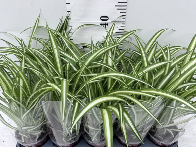 Chlor Com Variegatum