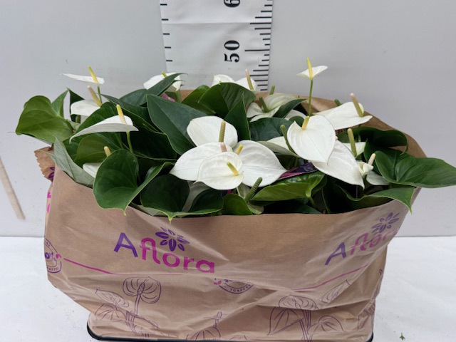 Anthurien 14er weiß