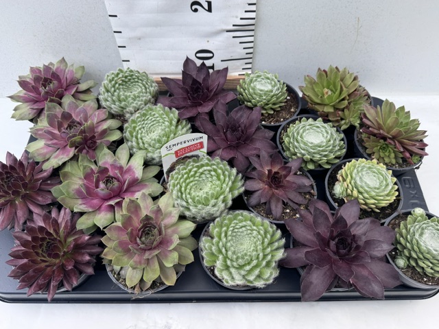 Sempervivum 9er