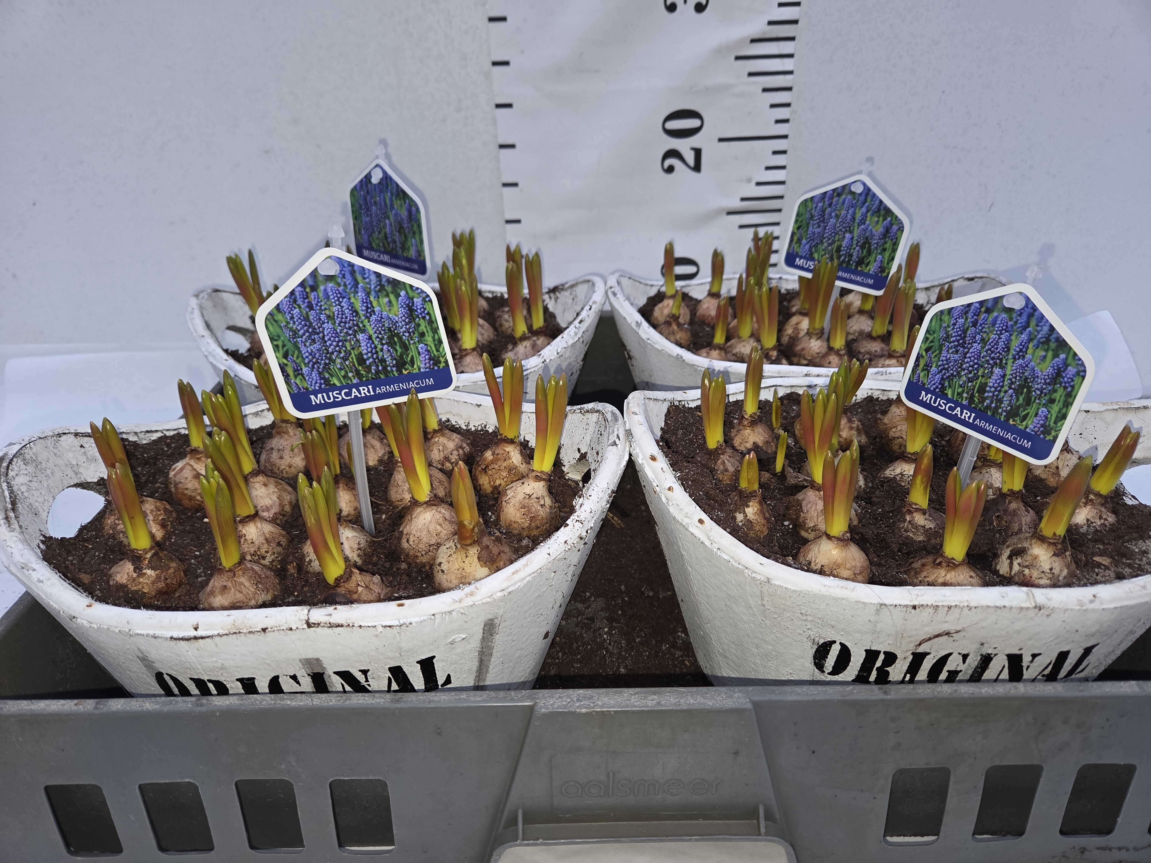 ARR MUSCARI IN HOUTEN HENGSEL BAKJE