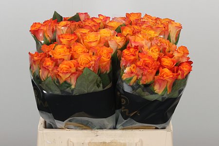 R Gr Marie-cl. orange
