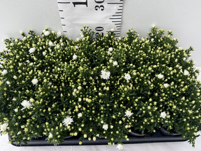 Aster Dumosus weiß