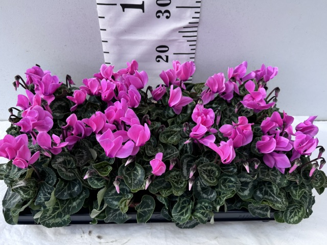 Cyclamen Midi rosa