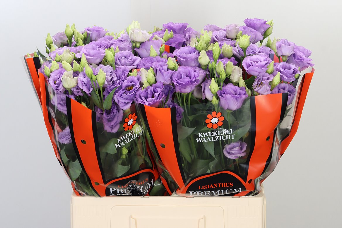 Lysianthus flieder