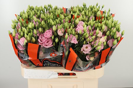 EUST G ROSITA BRIGHT PINK