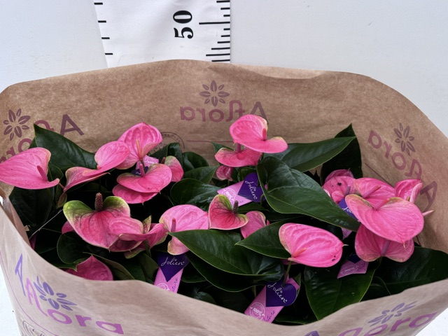 Anthurien 14er rosa