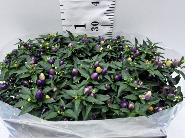 Capsicum Festival Mix