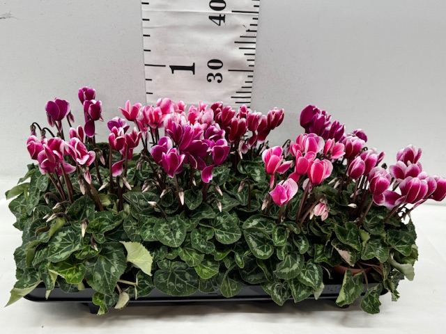 Cyclamen Midi zweif