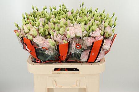 Lysianthus Wedding pink