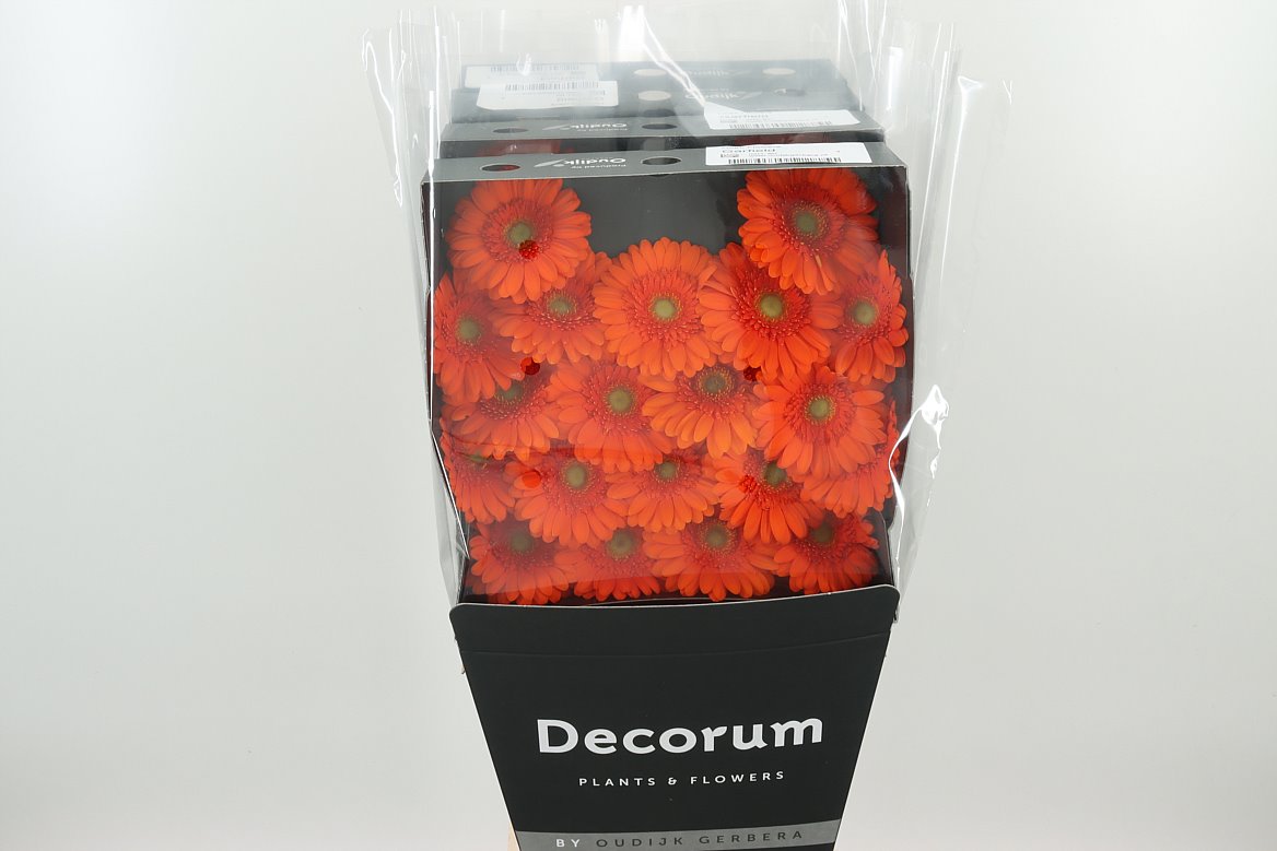 Germini Garfield orange