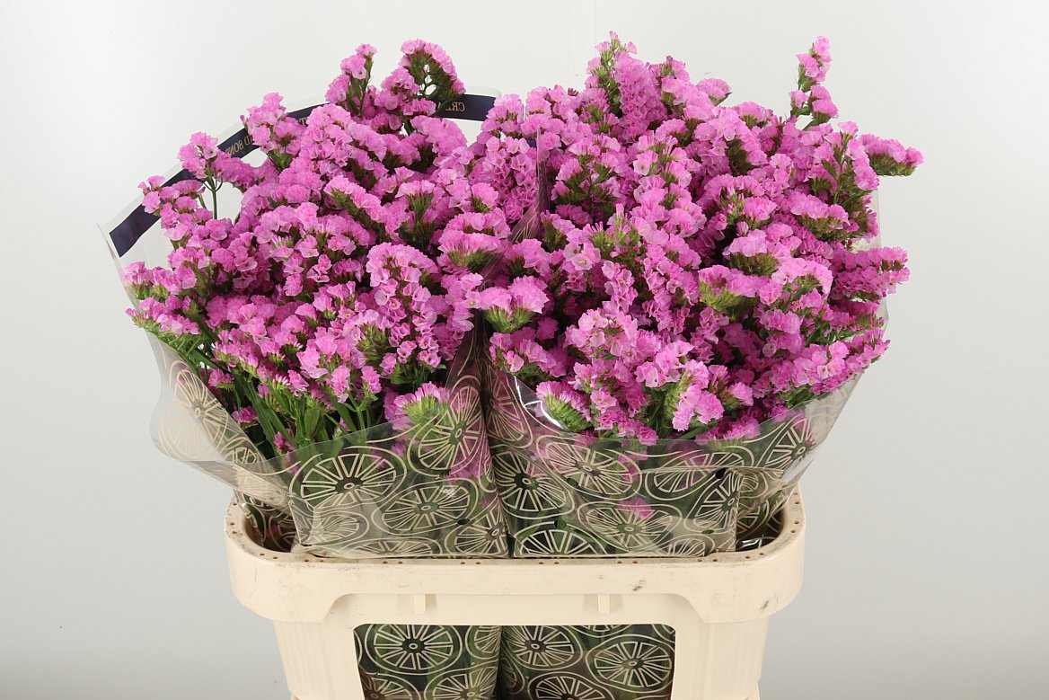 LIMON S ROSELLA SUN BIRDS