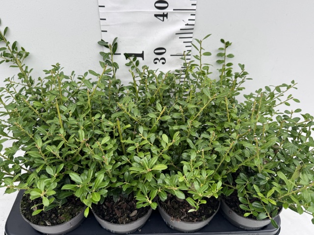 Ilex Crenata