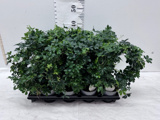 Cissus Striata Bogen