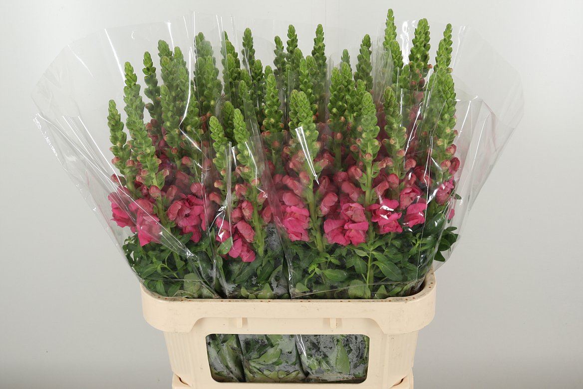 Löwenmaul rosa
