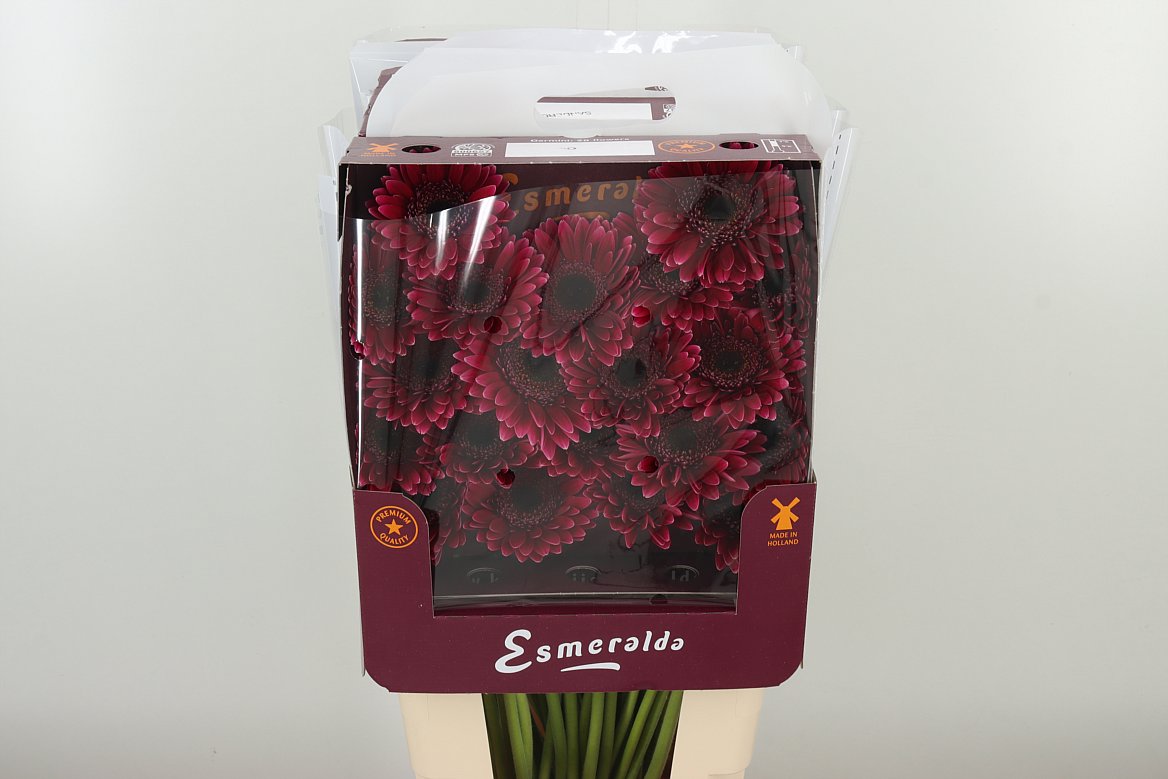 Germini Sandero pink