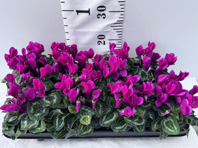 Cyclamen Midi lila