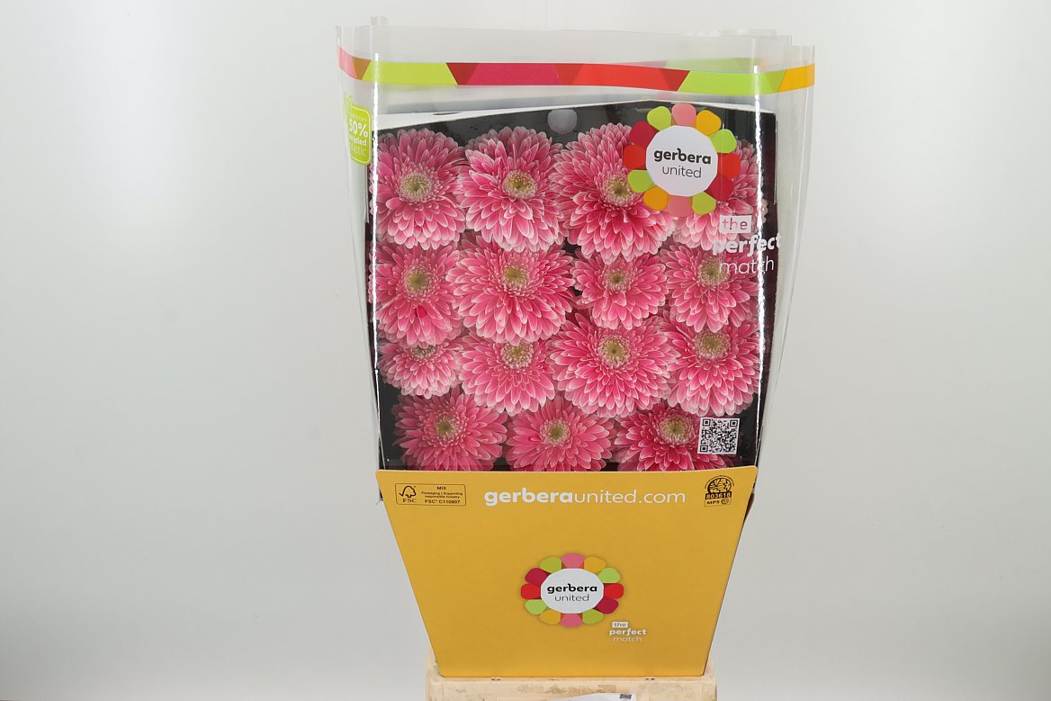 Gerbera Power Ball