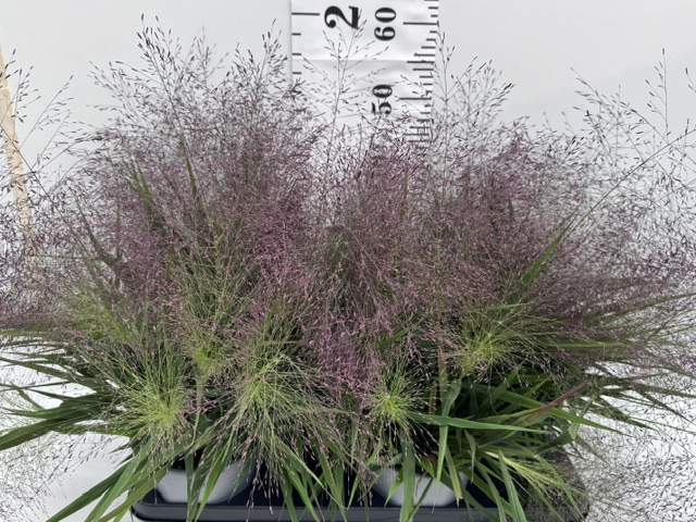 Eragrostis