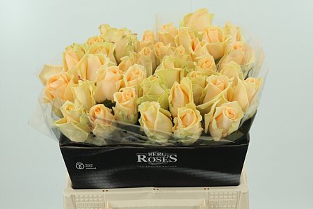 R Gr Avalanche Peach
