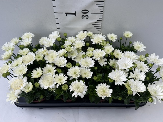 Osteosp 3d Nanuk