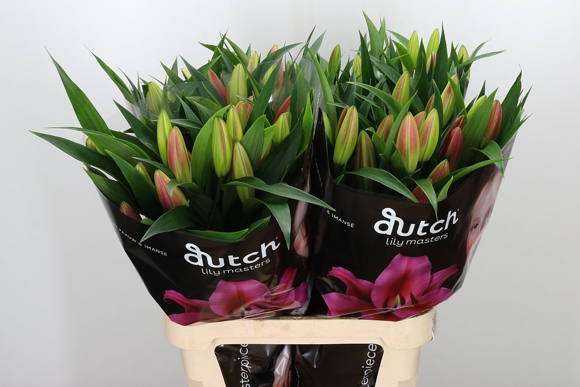 Lilien oriental pink