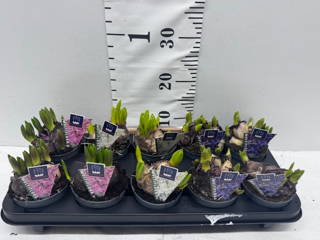 Hya Multi Mixkisten 11er