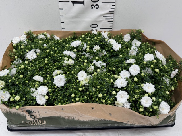 Camp Like Me 11er weiß